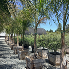 Queen Palm