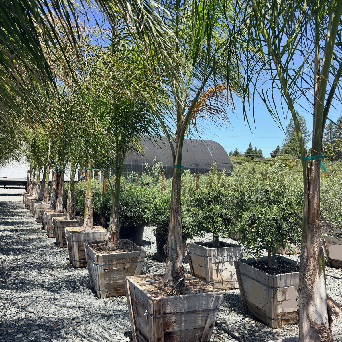 Queen Palm
