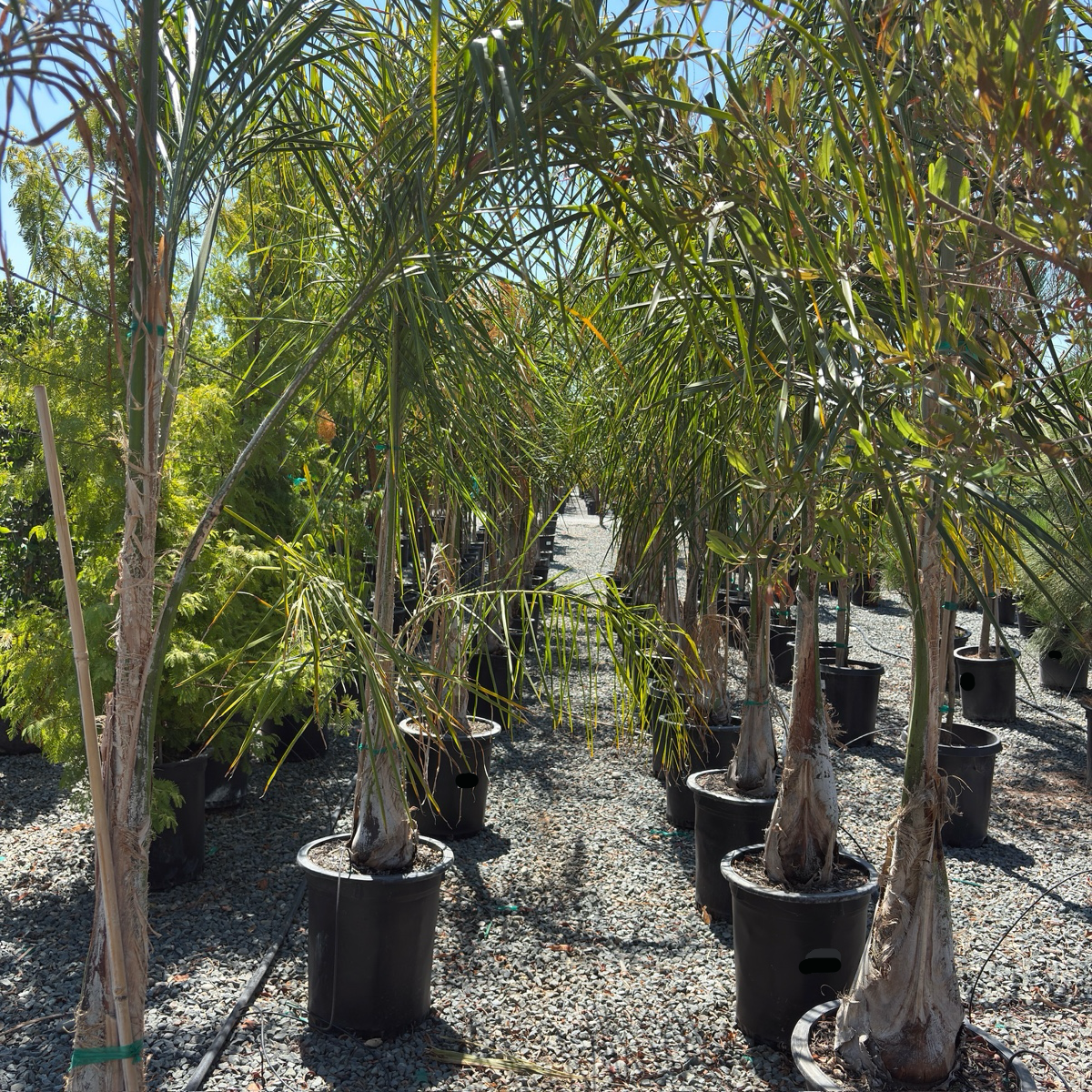 queen palm companion plants Queen Palm