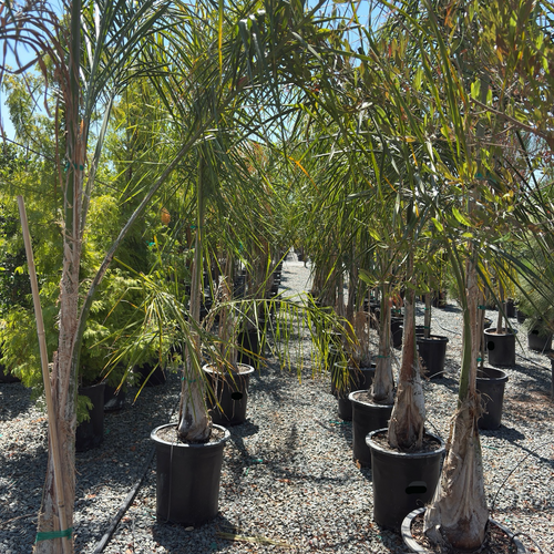 queen palm indoor plant Queen Palm