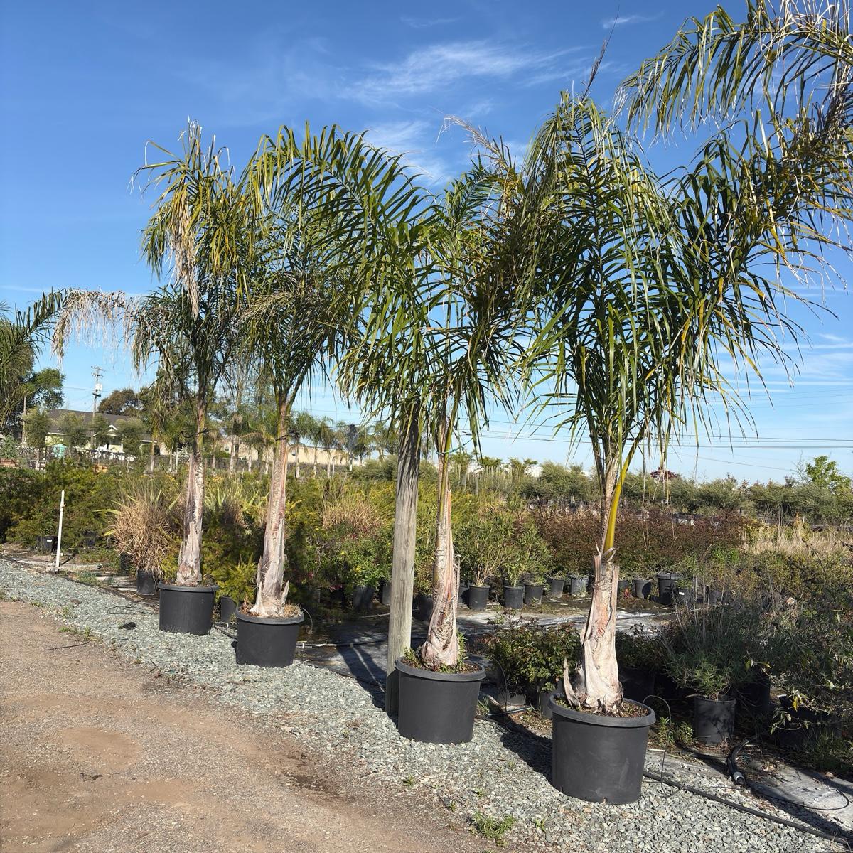 Queen Palm