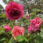 Queen of Elegance Floribunda Rose