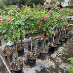 Queen of Elegance Floribunda Rose