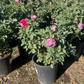 Queen of Elegance Floribunda Rose