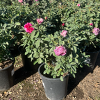 Queen of Elegance Floribunda Rose