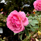 Queen of Elegance Floribunda Rose