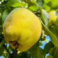 Yellow fruit on a Quince Apple tree branch with green leaves