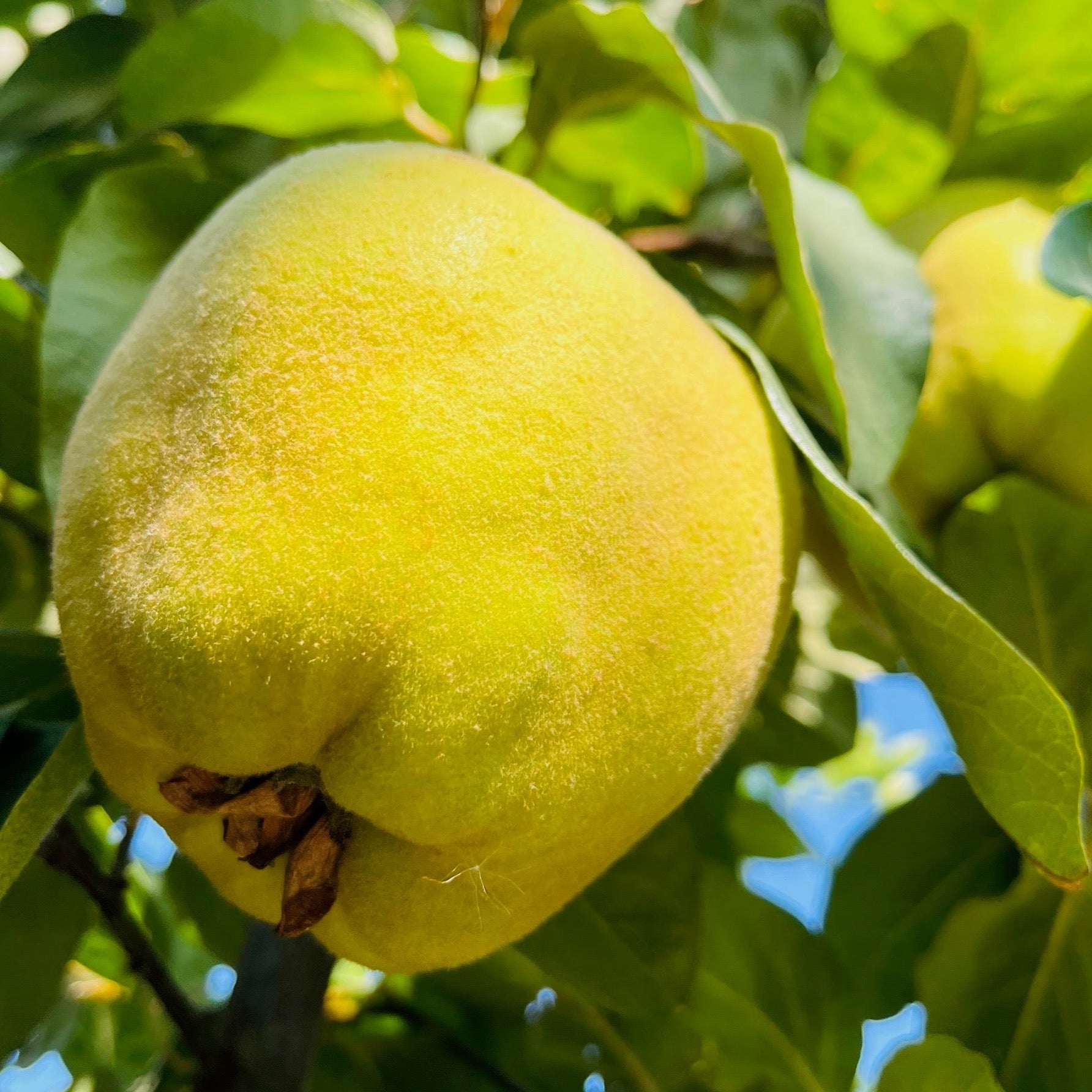 Yellow fruit on a Quince Apple tree branch with green leaves