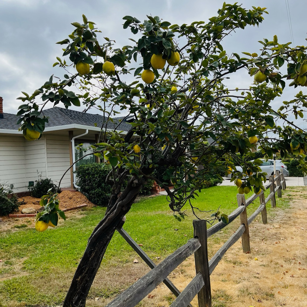 Quince Apple tree with fruits growing on a wooden fence in front of a house