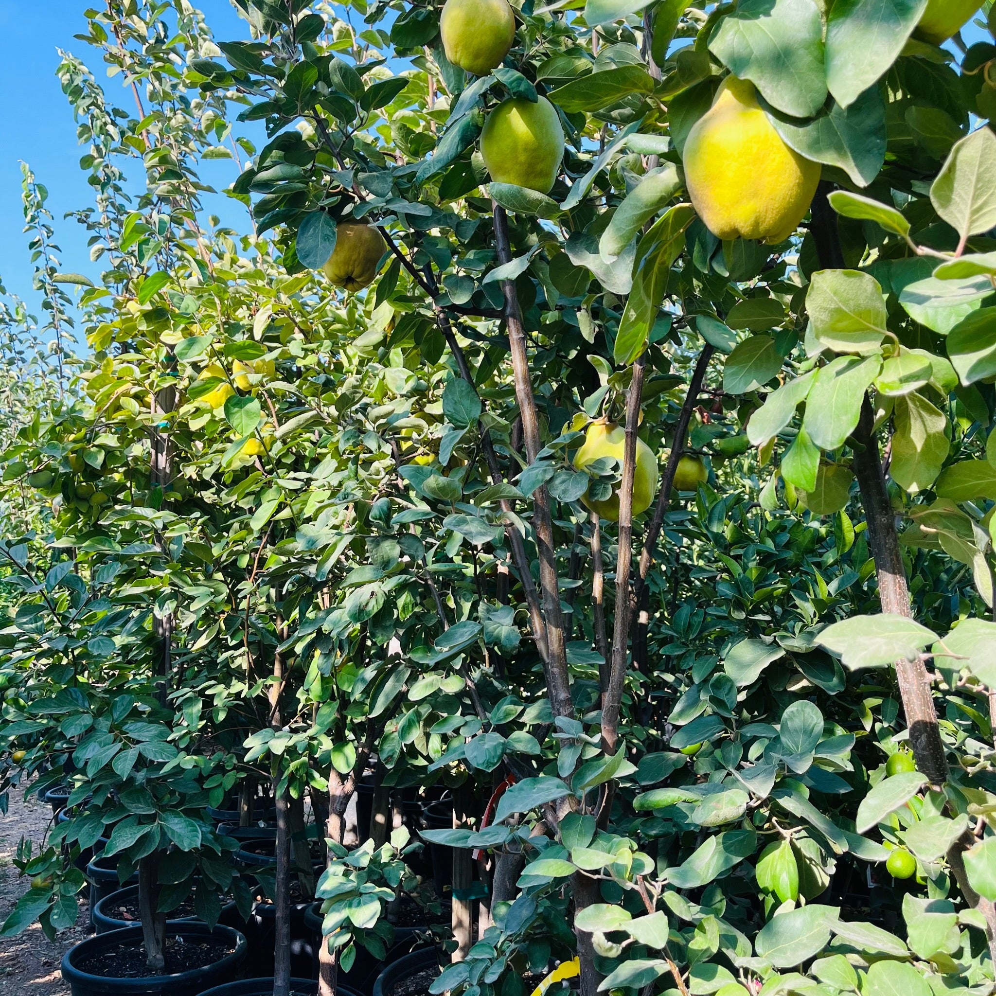 Potted Quince Apple trees with green fruits under a clear blue sky