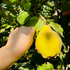 Hand reaching towards a Quince Apple fruit on a tree with green leaves.