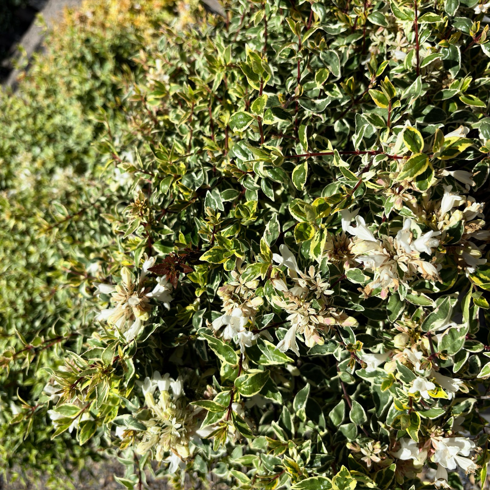 Radiance Glossy Abelia