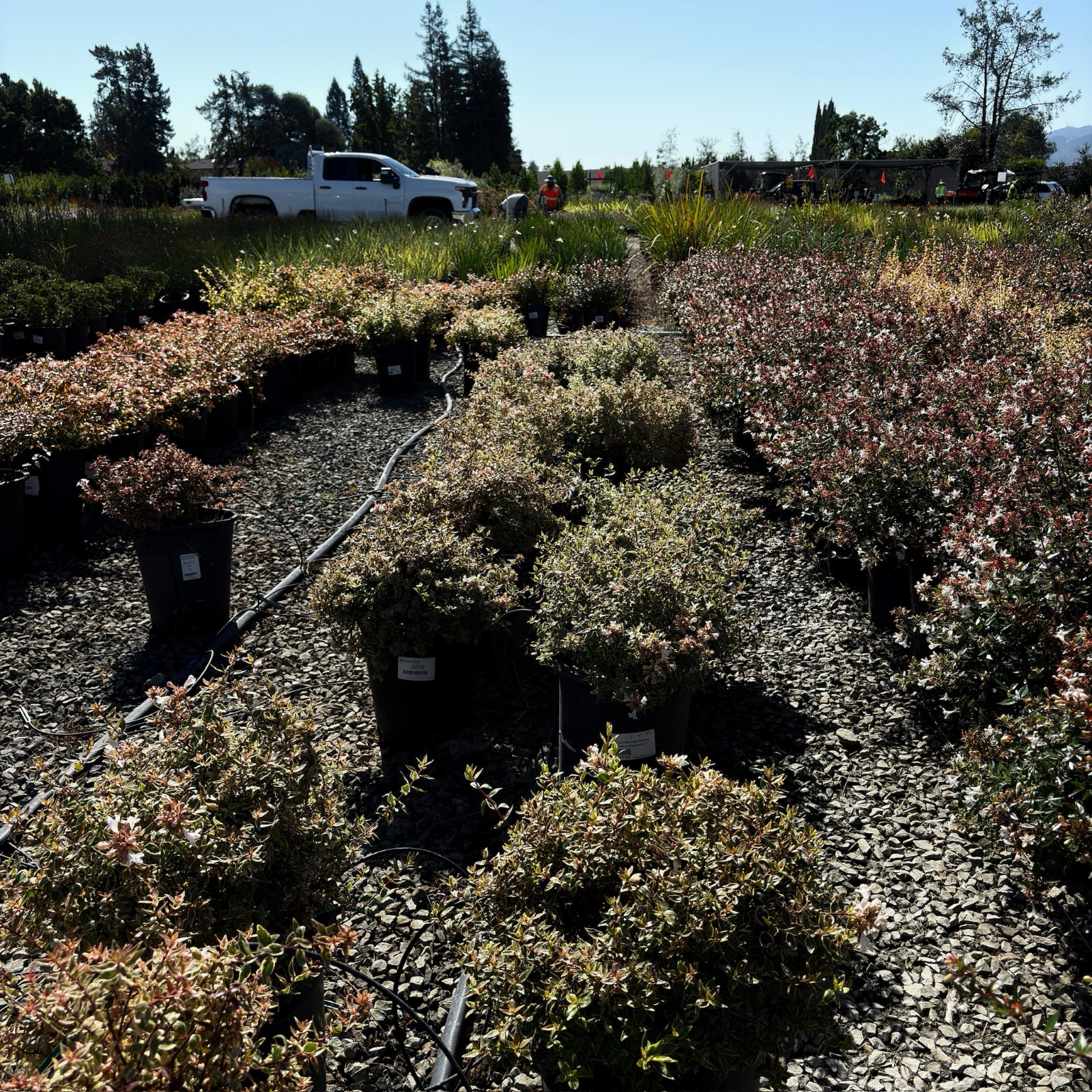 Radiance Glossy Abelia