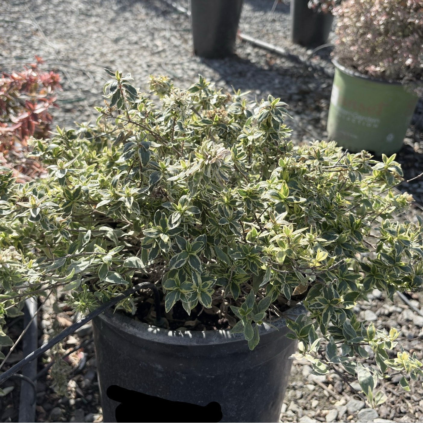 Radiance Glossy Abelia