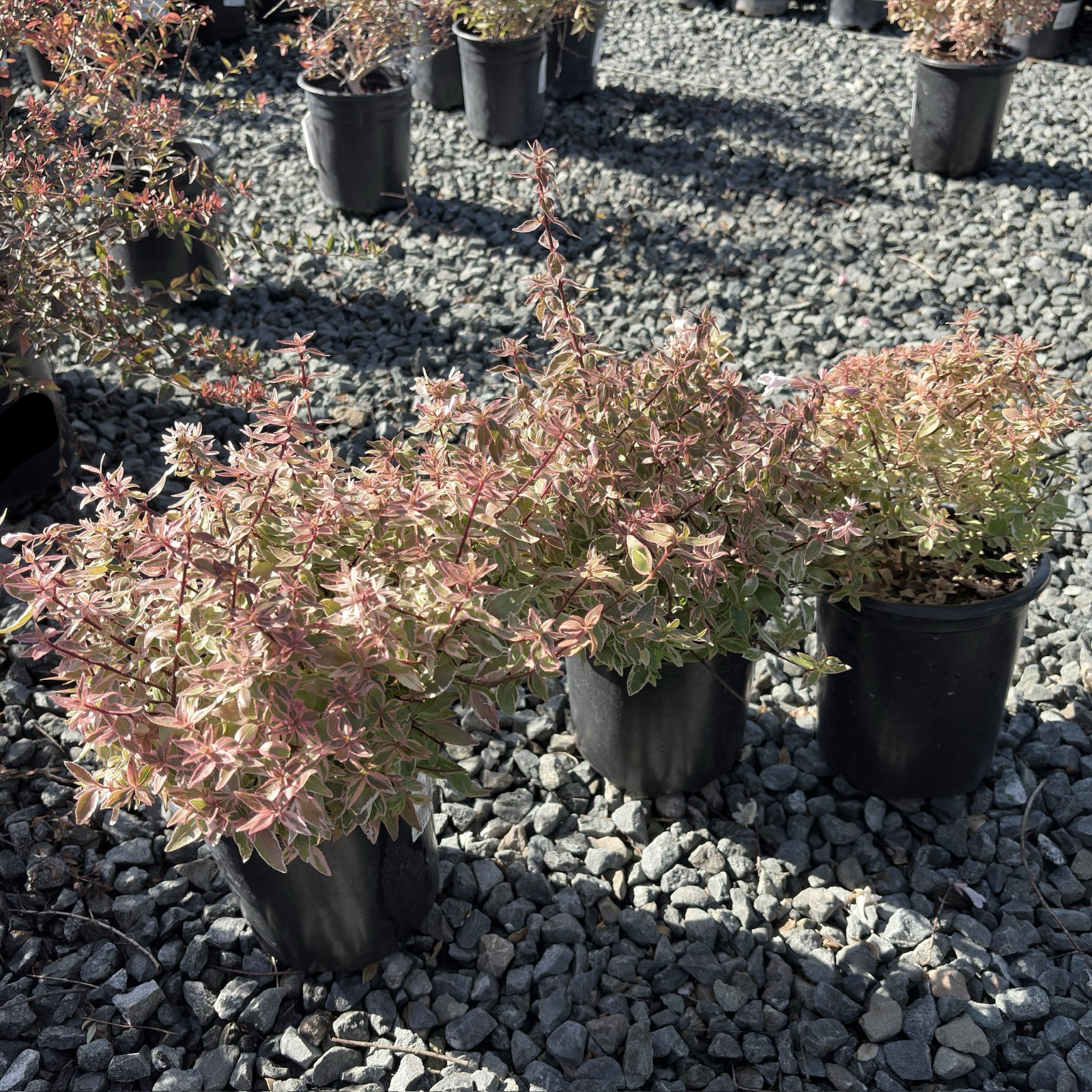 Radiance Glossy Abelia