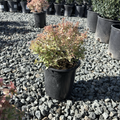 Radiance Glossy Abelia