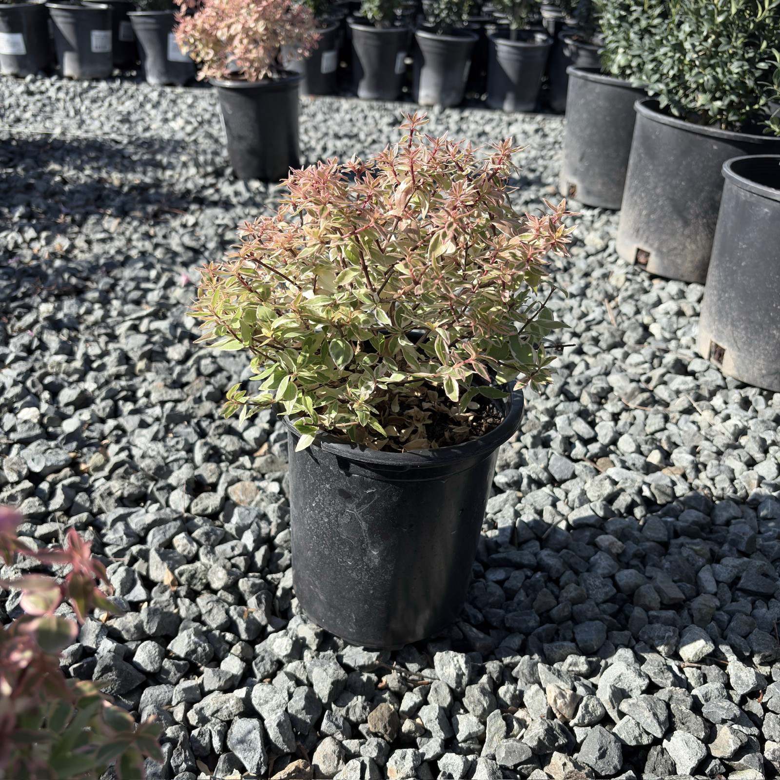 Radiance Glossy Abelia
