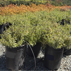 Radiance Glossy Abelia