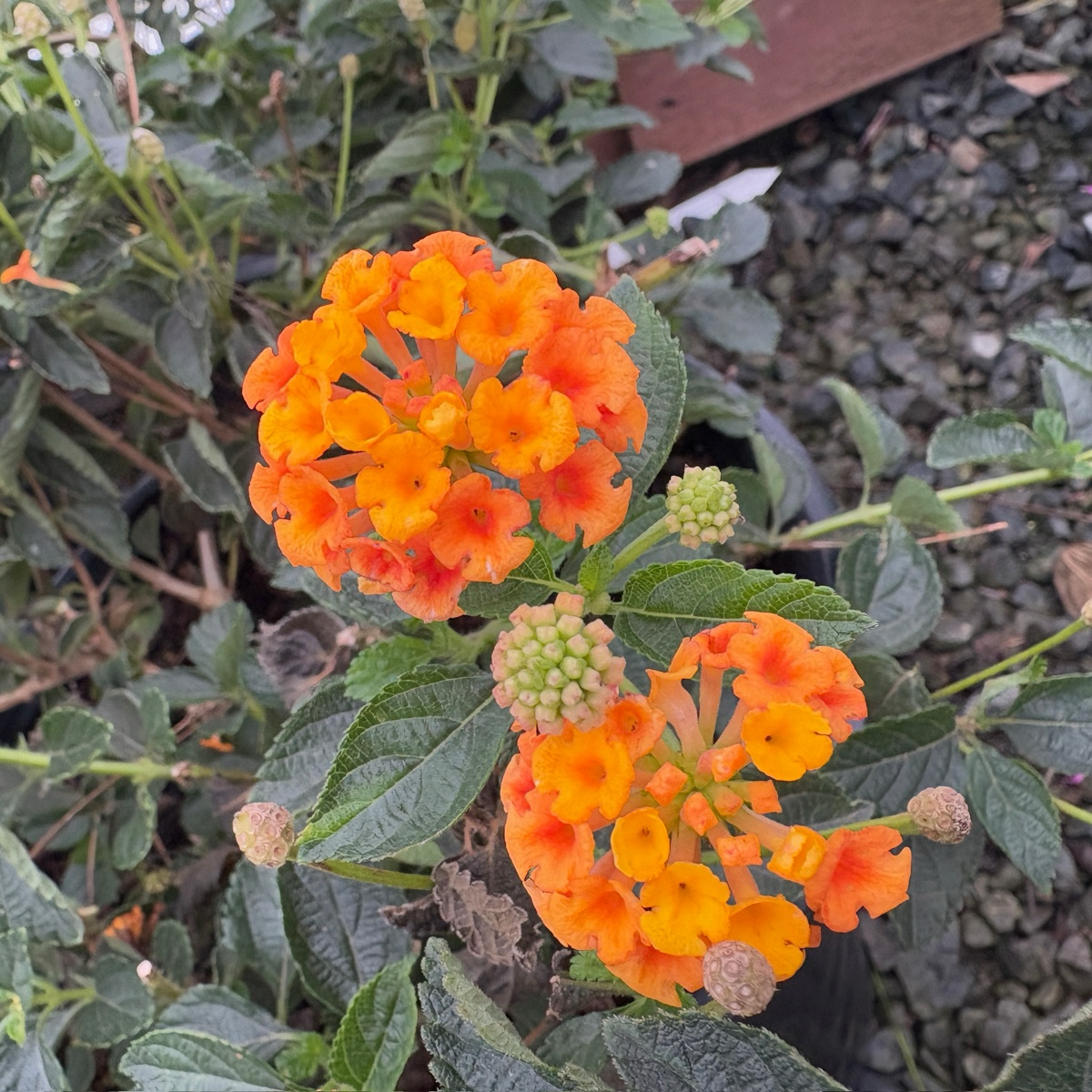 Radiation Lantana
