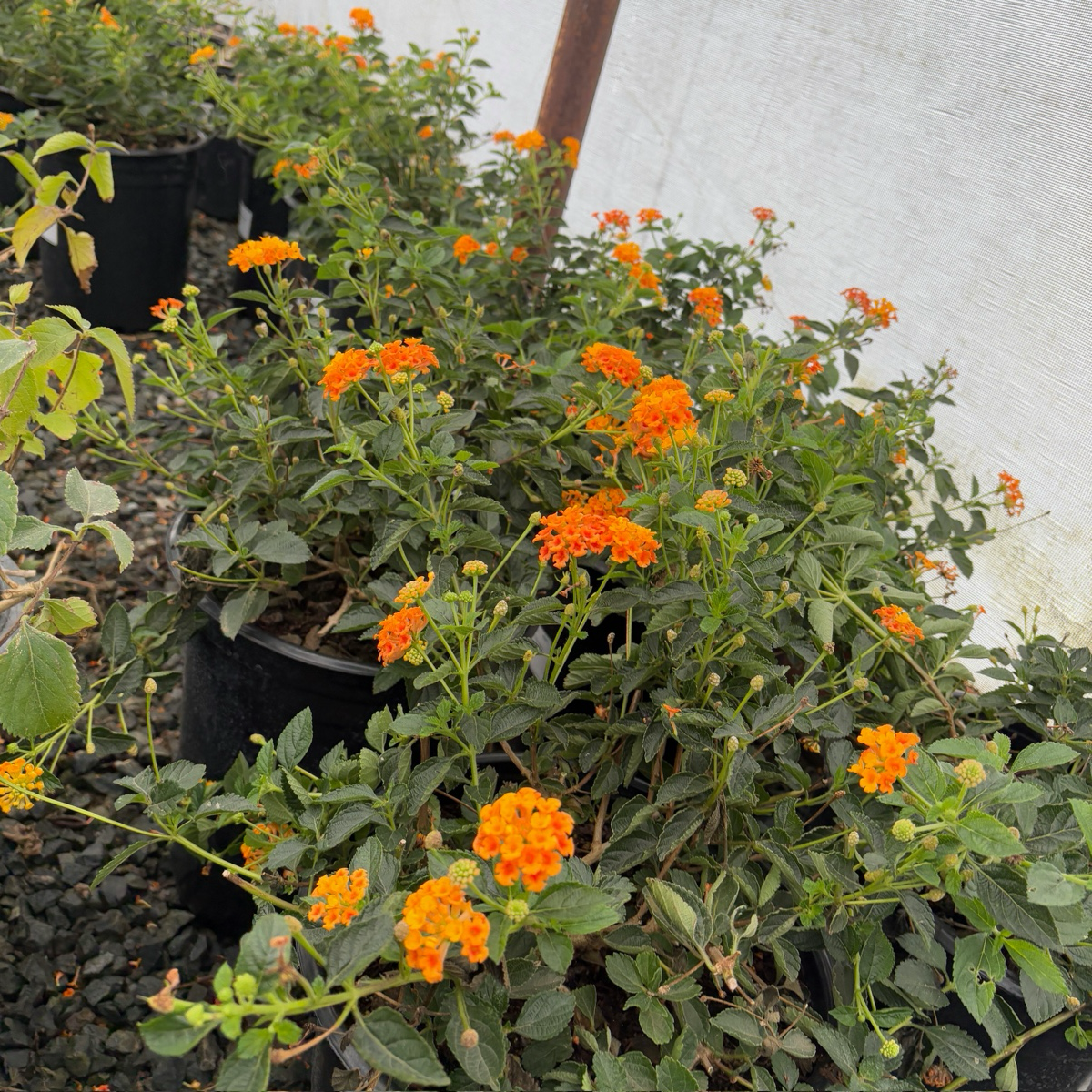 Radiation Lantana