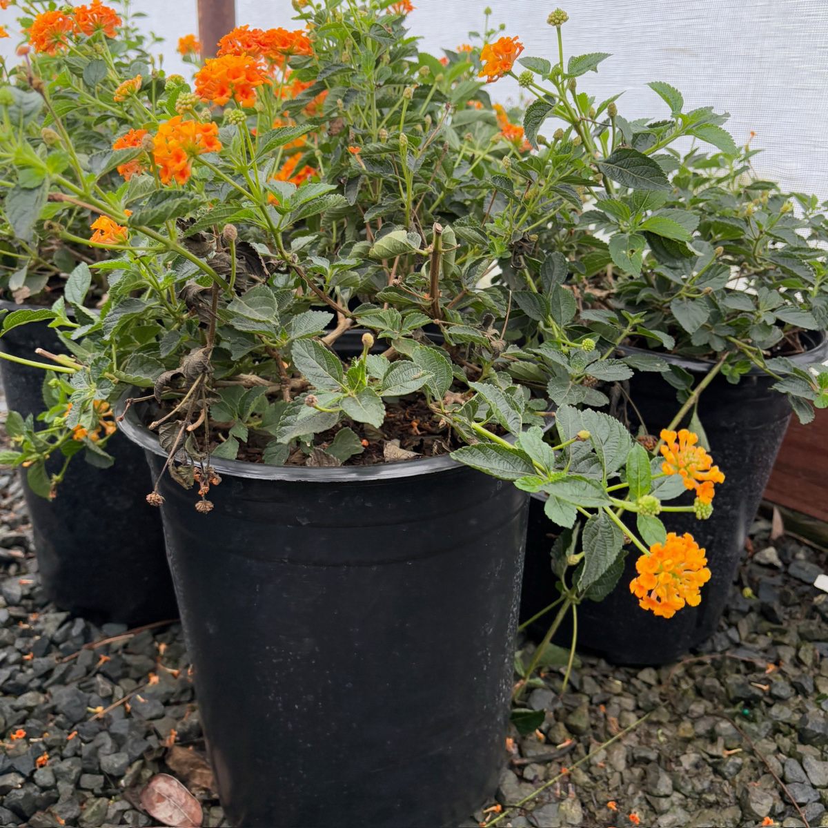 Radiation Lantana
