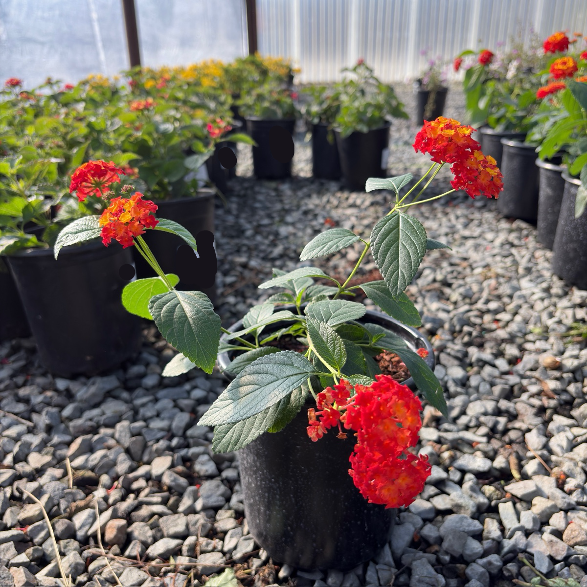 Radiation Lantana