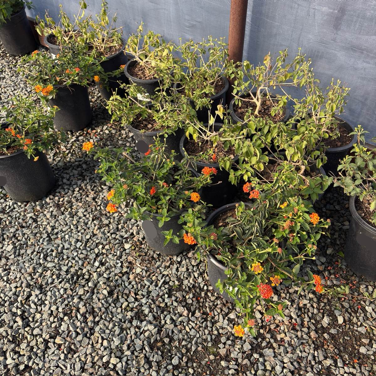 Radiation Lantana