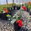 Radiation Lantana