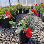 Radiation Lantana
