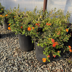 Radiation Lantana