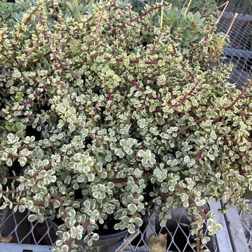 portulacaria afra rainbow bush Rainbow Elephant Bush