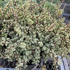 Rainbow Elephant Bush