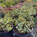 Rainbow Elephant Bush
