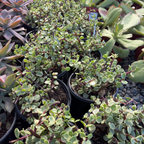 Rainbow Elephant Bush