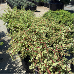 Rainbow Elephant Bush