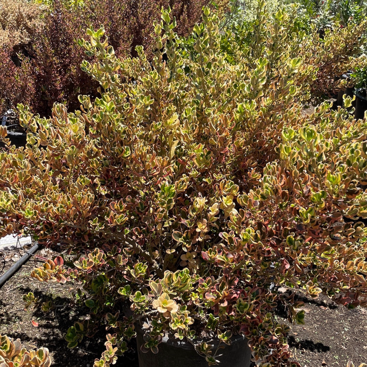 Rainbow Surprise Mirror Plant | Vibrant Variegated Evergreen Shrub