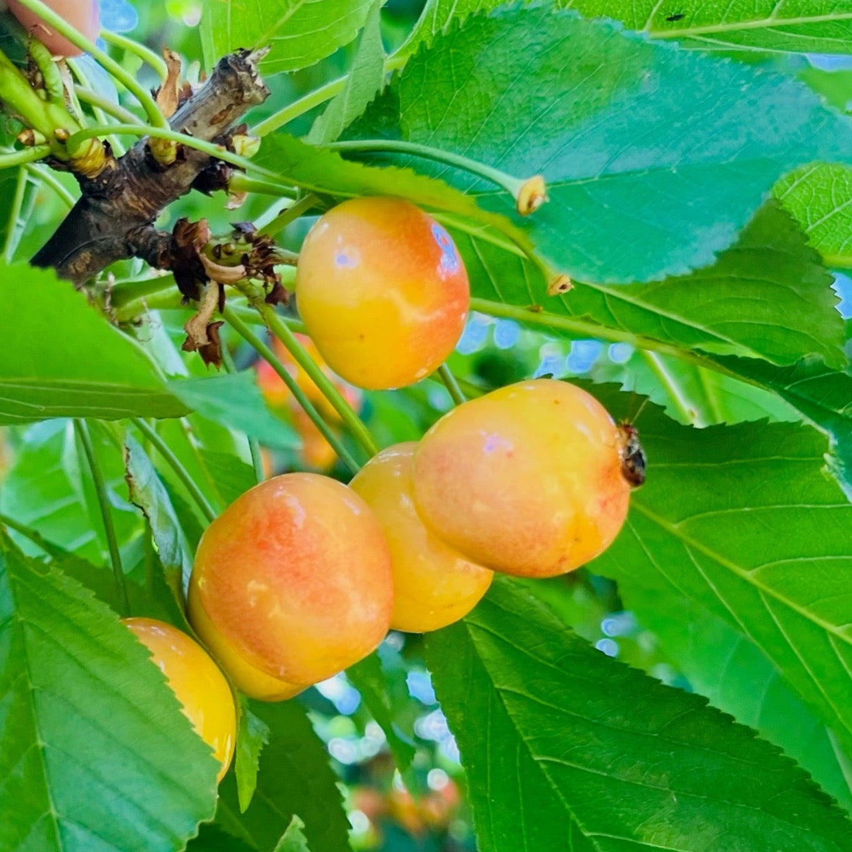 Rainier Cherry