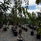 Rainier_Cherry