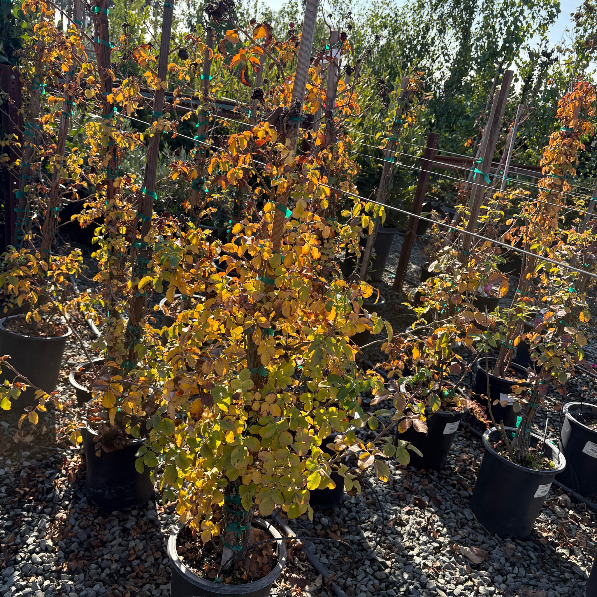 Raspberry Cream Twirl Climbing Rose