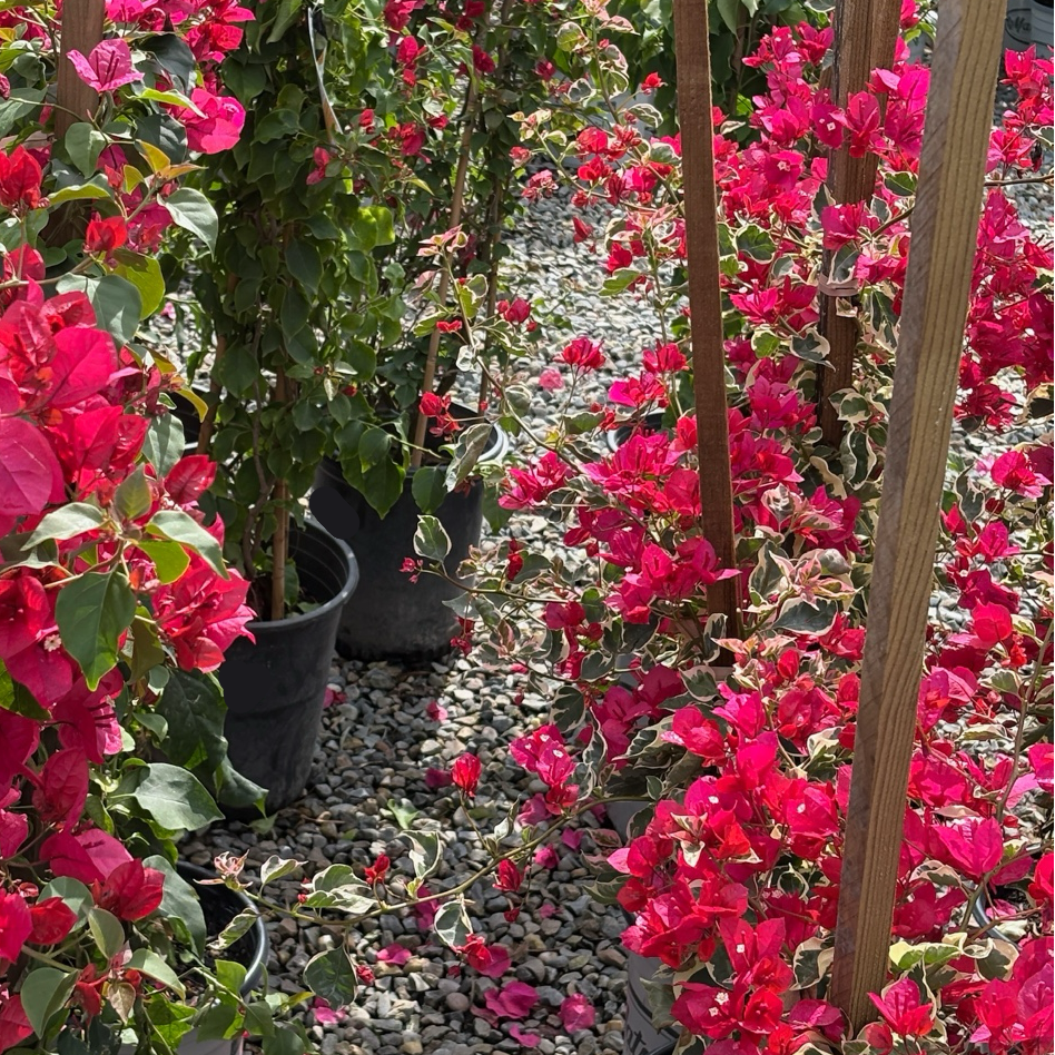 Raspberry Ice Variegated Bougainvillea