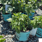 Raspberry 'Shortcake'