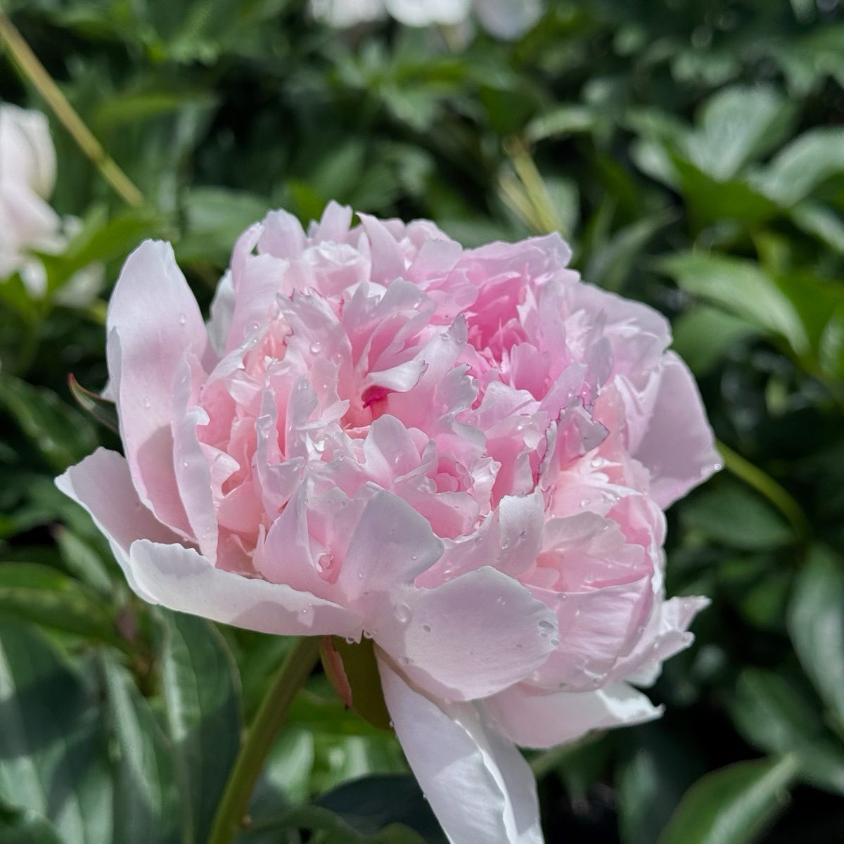 Rassberry Sundae Peony