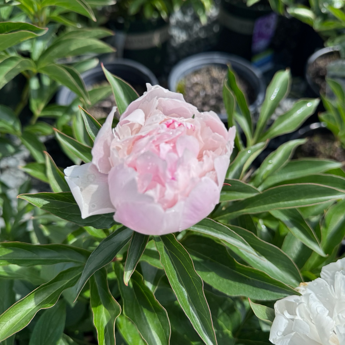Rassberry Sundae Peony