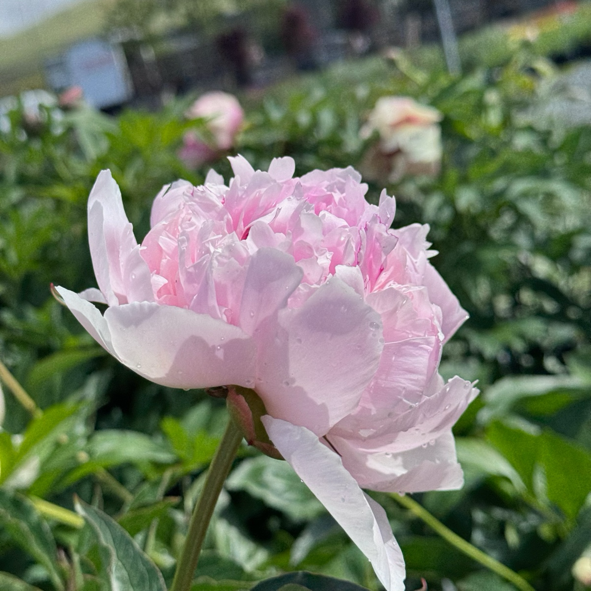 Rassberry Sundae Peony