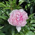 Rassberry Sundae Peony