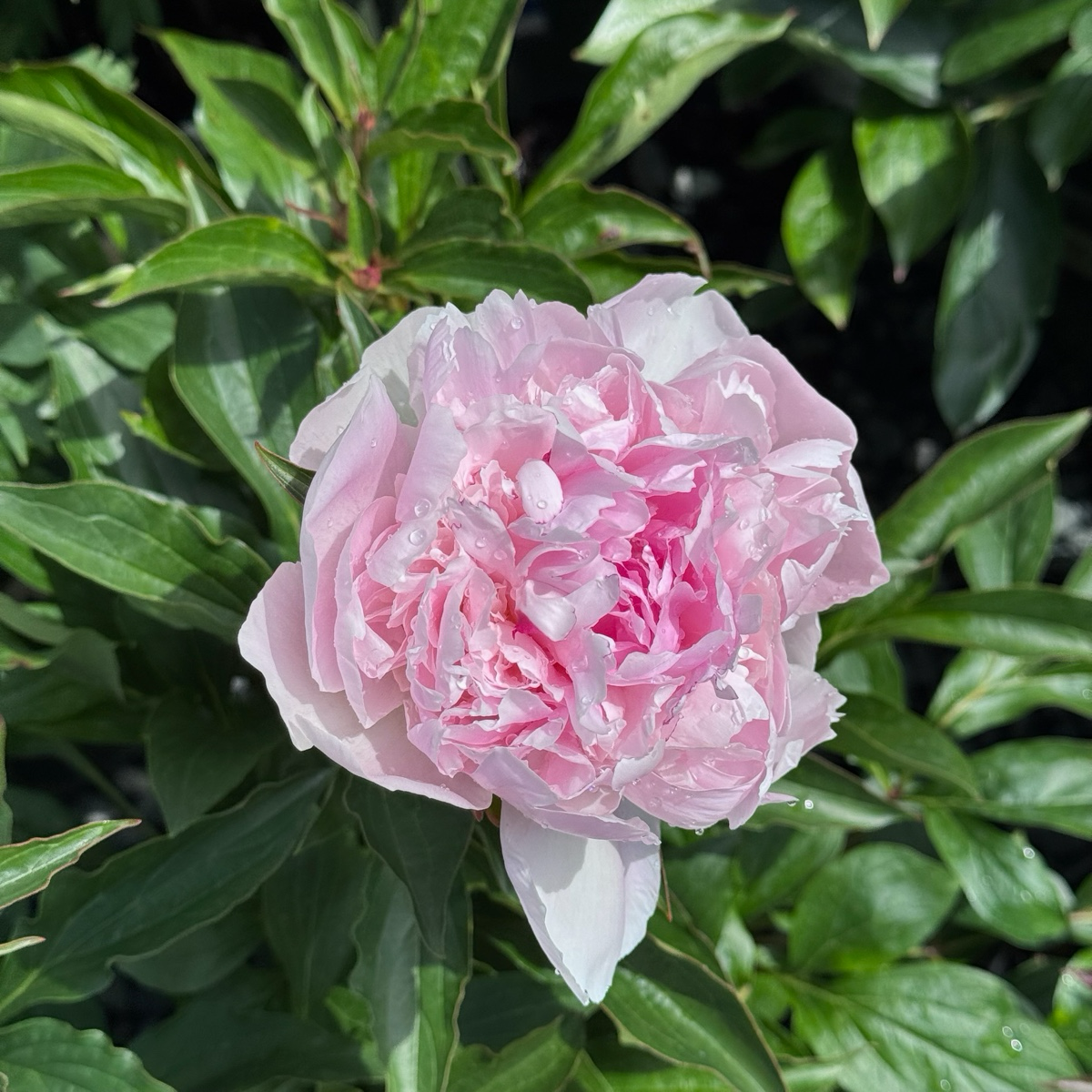 Rassberry Sundae Peony
