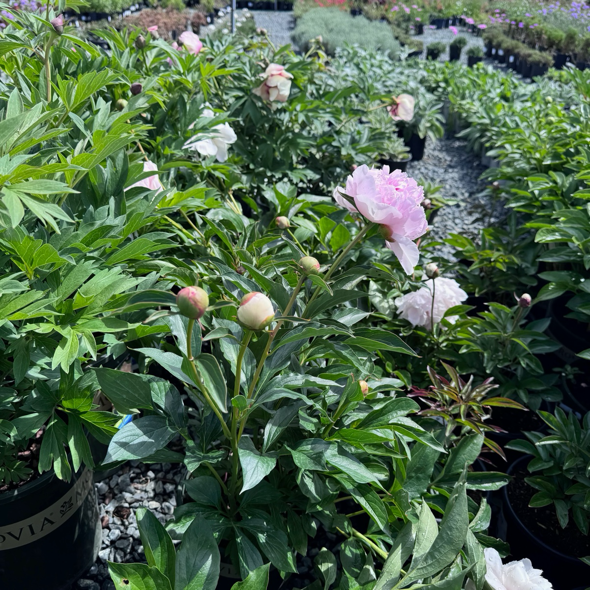 Rassberry Sundae Peony