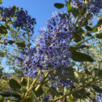 Ray Hartman California Lilac