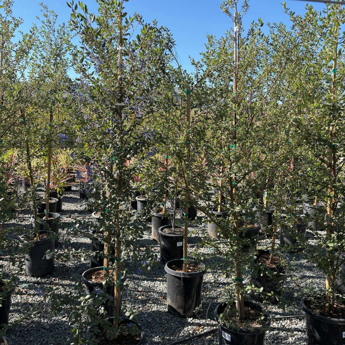 Ray Hartman California Lilac