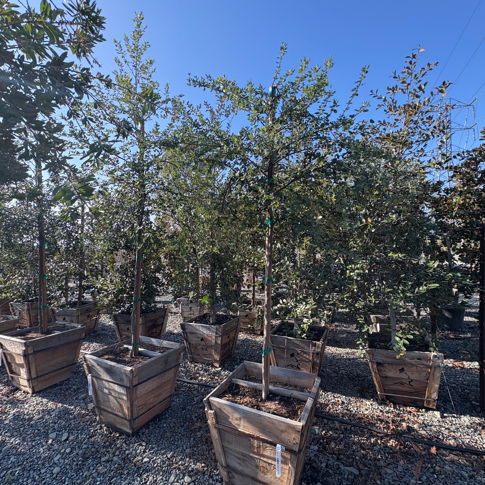 Ray Hartman California Lilac